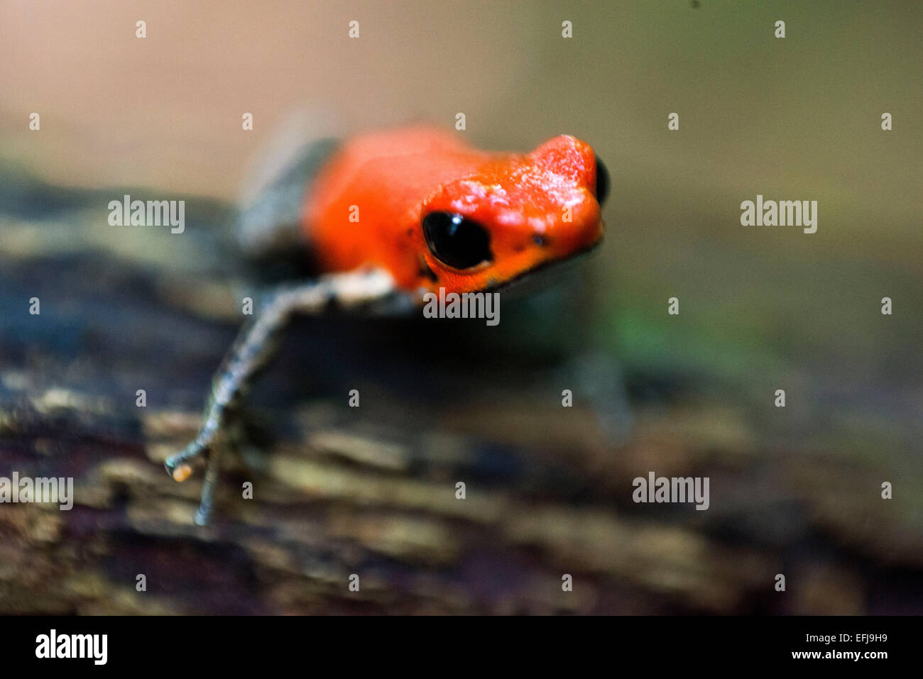 Strawberry Poison Frog (Dendrobates Pumilio), Erwachsene, Bastimentos Nationalpark, Bocas del Toro, Panama. Strawberry poison fr Stockfoto