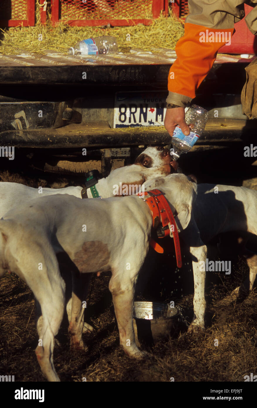 English Pointer Hunde Trinkwasser während der Wachtel Jagd in der Nähe von Coleman Texas Stockfoto