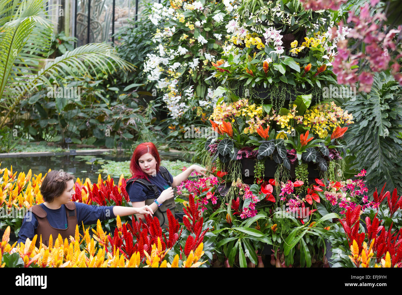 Orchideen ausgestellt im wintergarten der prinzessin von wales Fotos