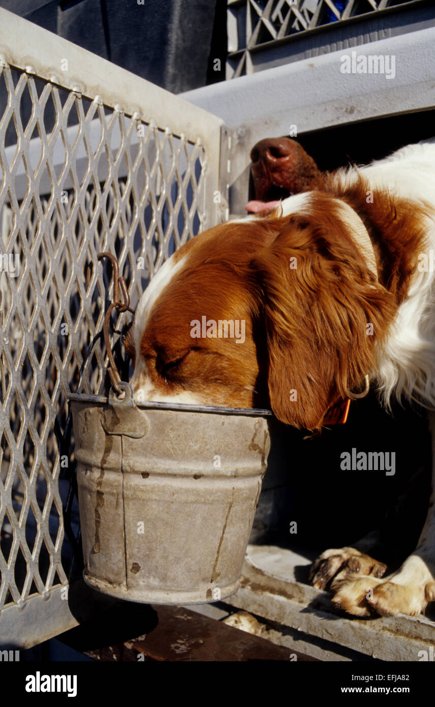 Ein Brittany Spaniel Hund Trinkwasser aus einem Eimer während der Wachtel Jagd auf der King Ranch im Süden von Texas Stockfoto