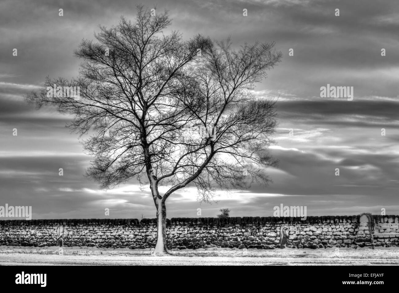 Isolierte Baum auf die Otley Chevin, West Yorkshire, England Stockfoto