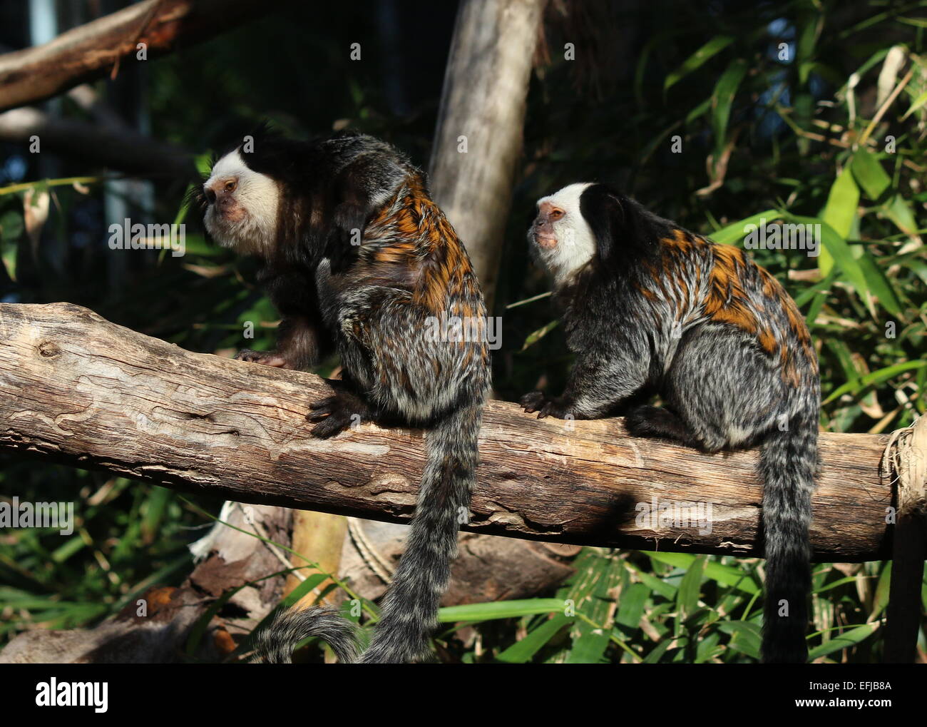 Zwei gescheckte oder getuftet Ohr Krallenaffen (Callithrix Geoffroyi), ursprünglich aus der brasilianischen Küste Stockfoto