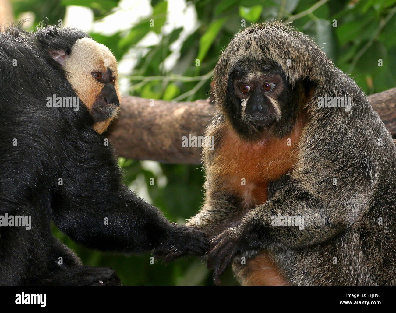 Männliche und weibliche South American White-faced Saki Affen (Pithecia Pithecia) Hand in Hand und Pflege miteinander (5 Bilder) Stockfoto