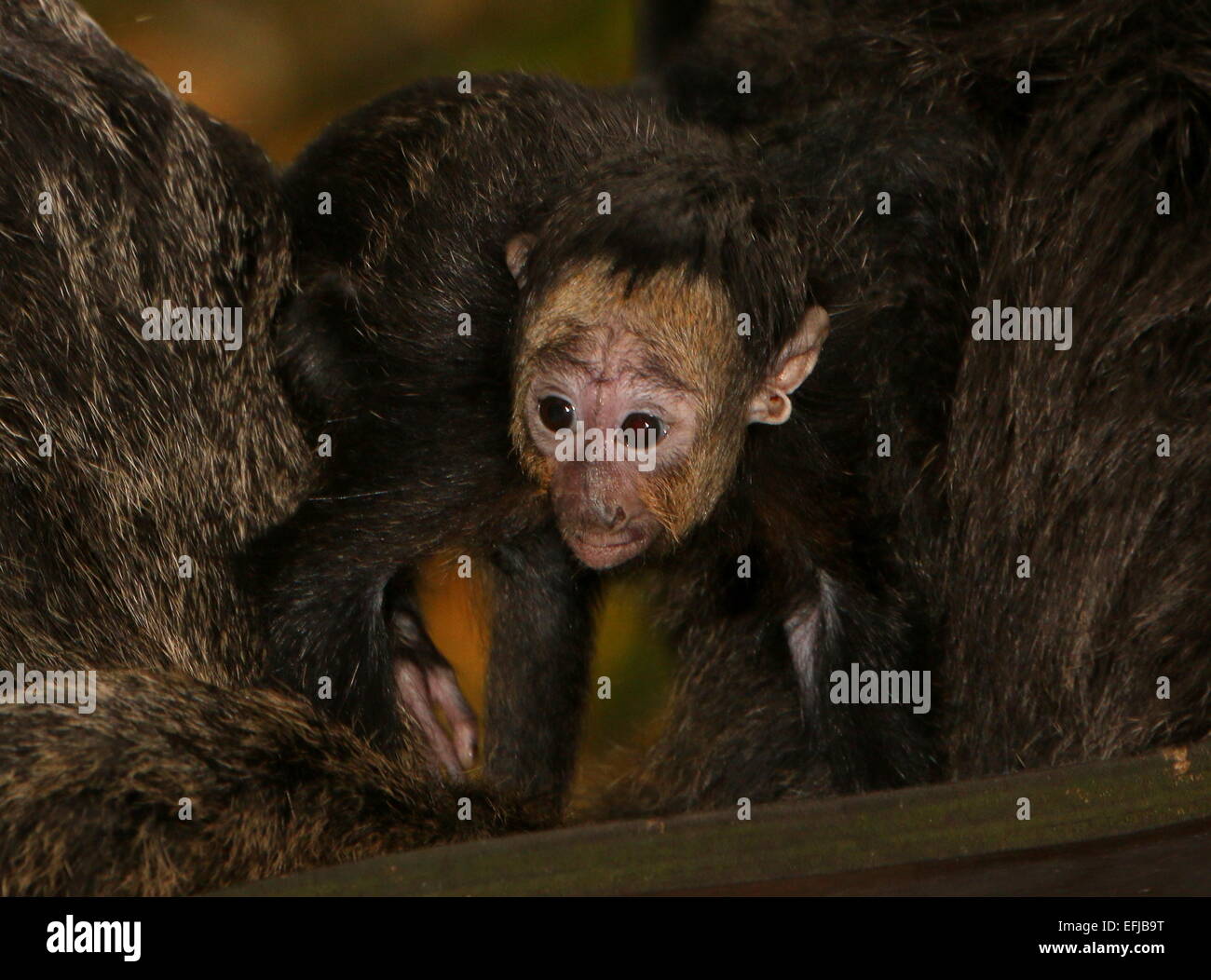 Neugeborenen südamerikanischen weißen konfrontiert Saki Affen (Pithecia Pithecia). Auch bekannt als Golden-faced Saki oder guyanischen Saki Affen Stockfoto