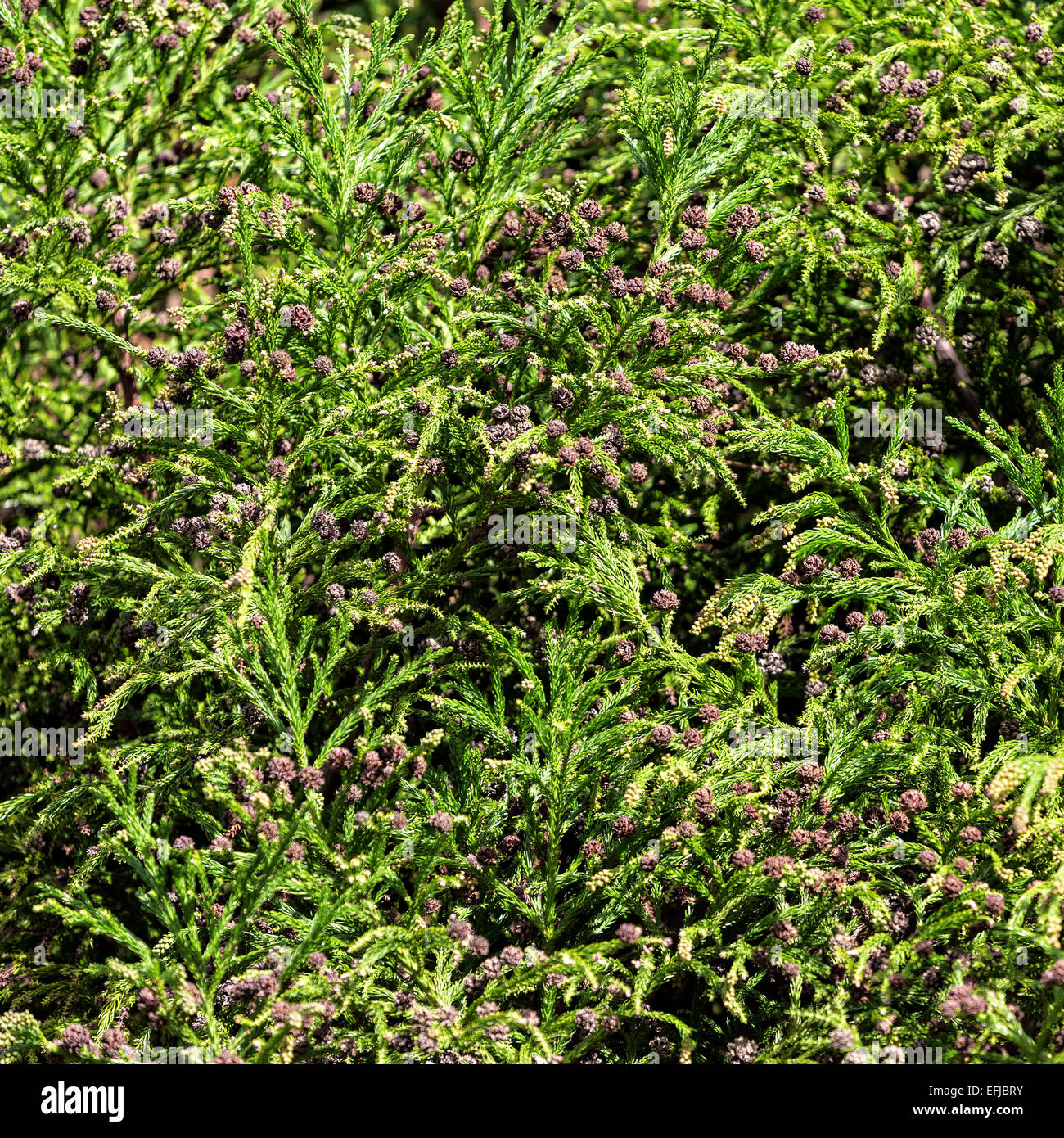 Grüne stachelige Zweige mit Beulen von Nadelwald Baum, Nahaufnahme Stockfoto