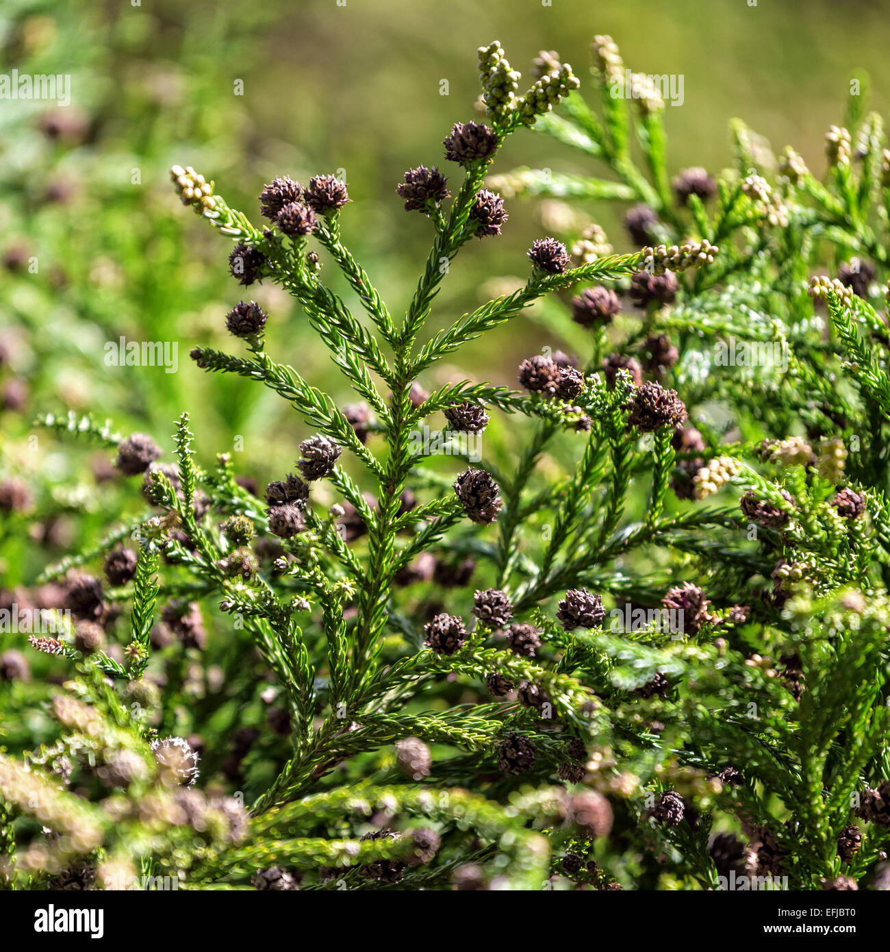 Grüne stachelige Zweige mit Beulen von Nadelwald Baum, Nahaufnahme Stockfoto