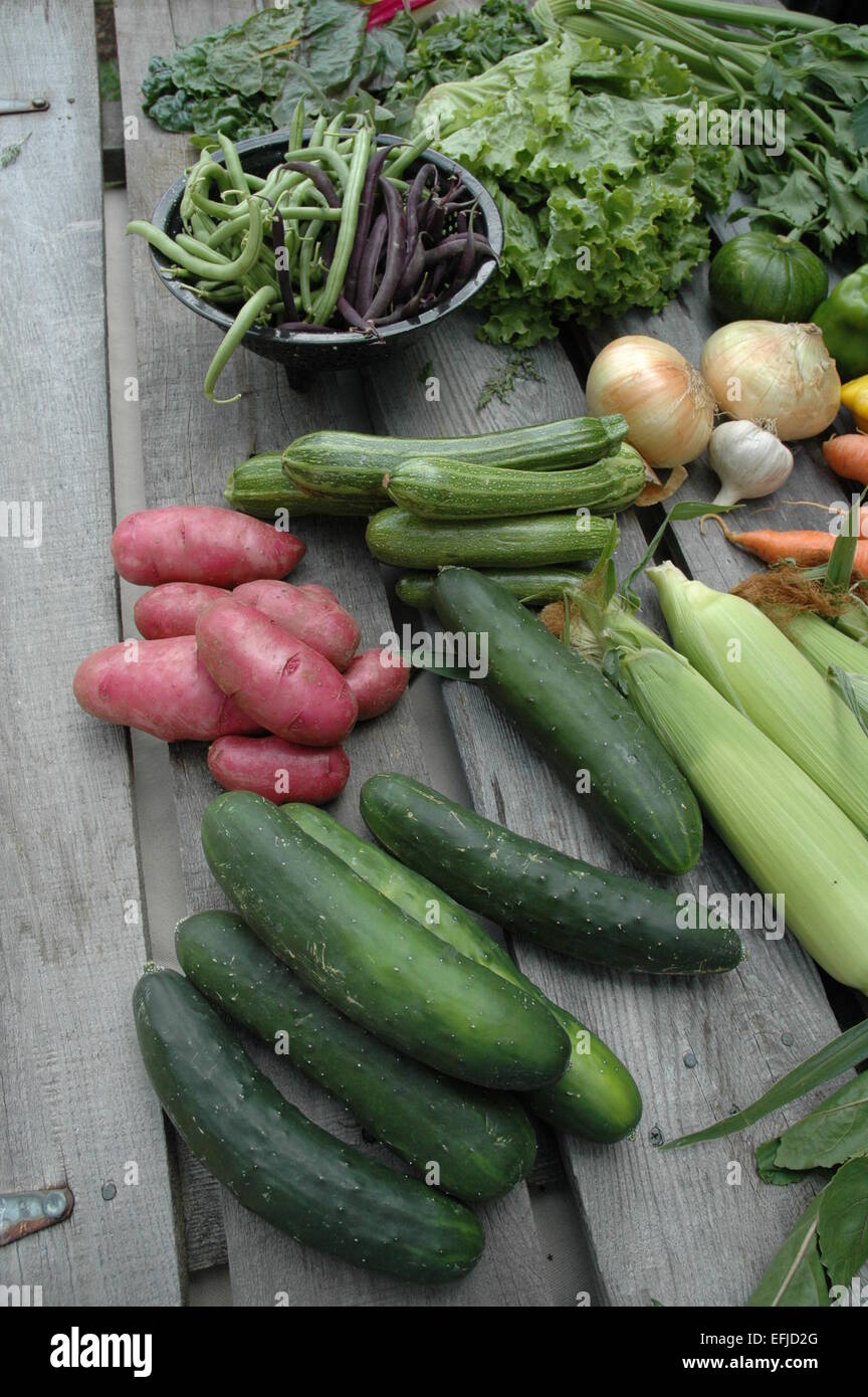 Bio Ernte von frischem Gemüse. Stockfoto