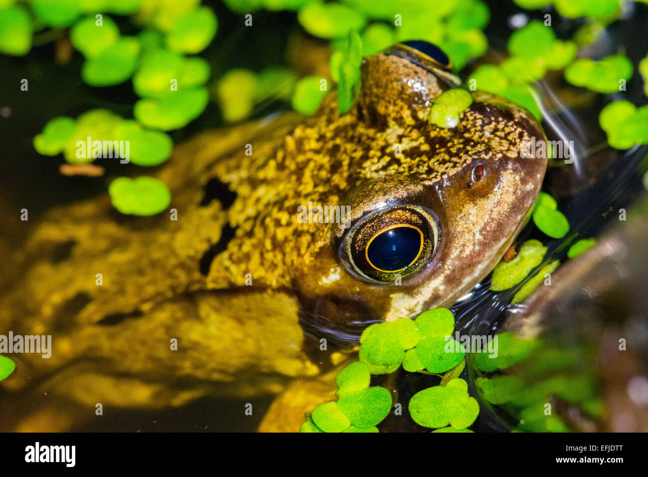 Grasfrosch (Rana Temporaria) im Gartenteich bedeckt in Wasserlinsen Stockfoto