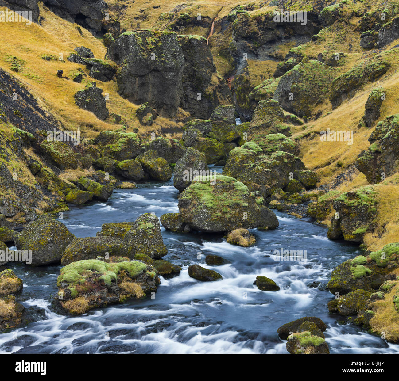 Moos bedeckt Steinen entlang der Skoga River, South Island, Island Stockfoto