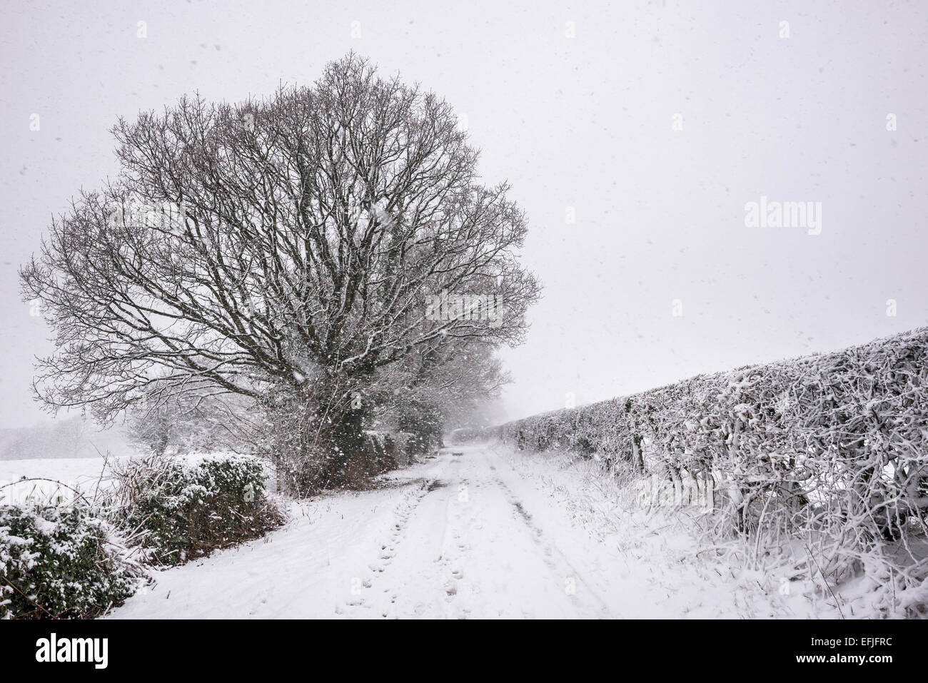 Eine englische Feldweg an einem verschneiten Wintermorgen. Schneebedeckte Hecken und großen Eichen. Stockfoto