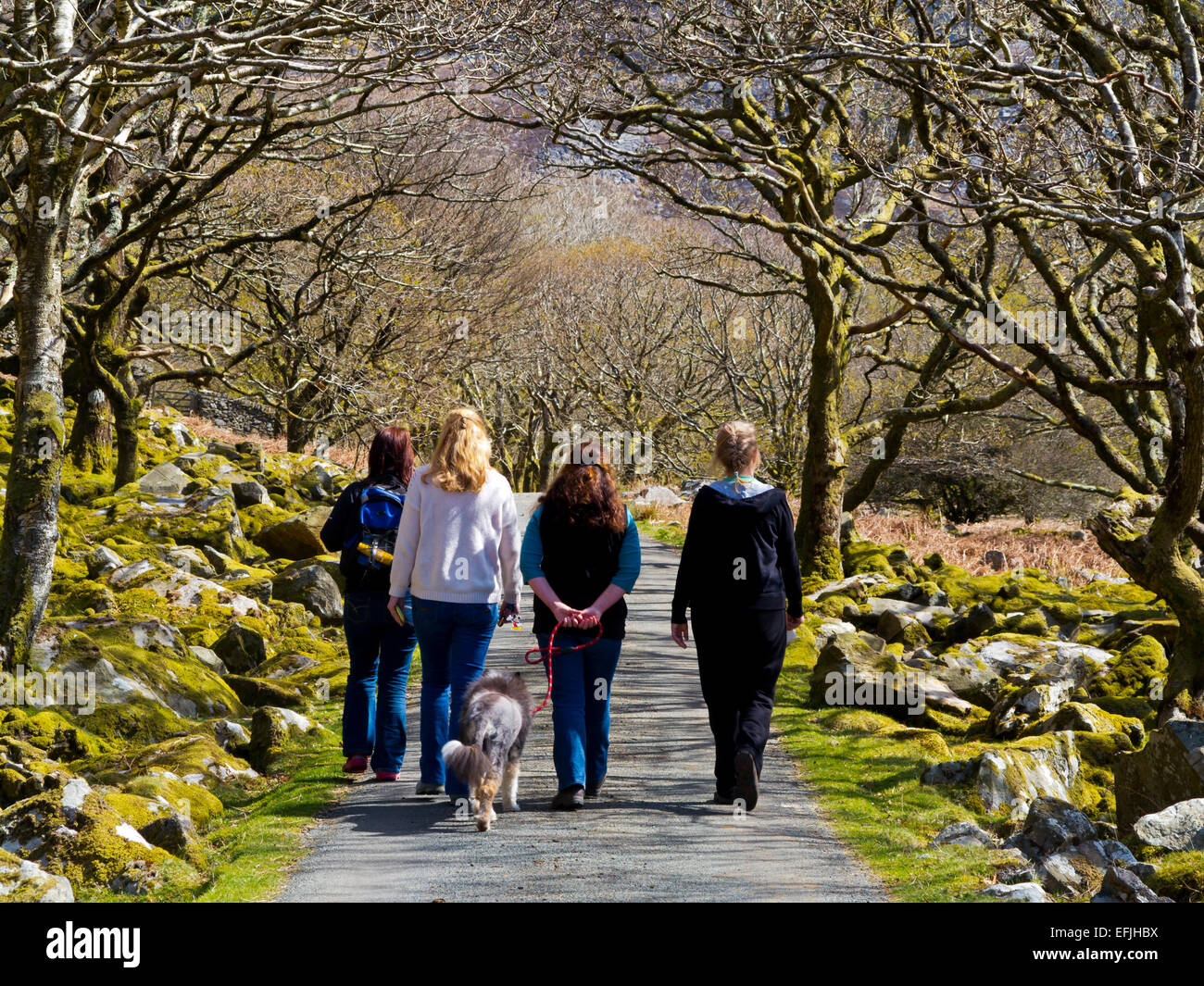 Vier Frauen mit einem Hund, einem Land genießen Fuß in Frühlingssonne am Carreg Y Saeth in Gwynedd Snowdonia North Wales UK Stockfoto