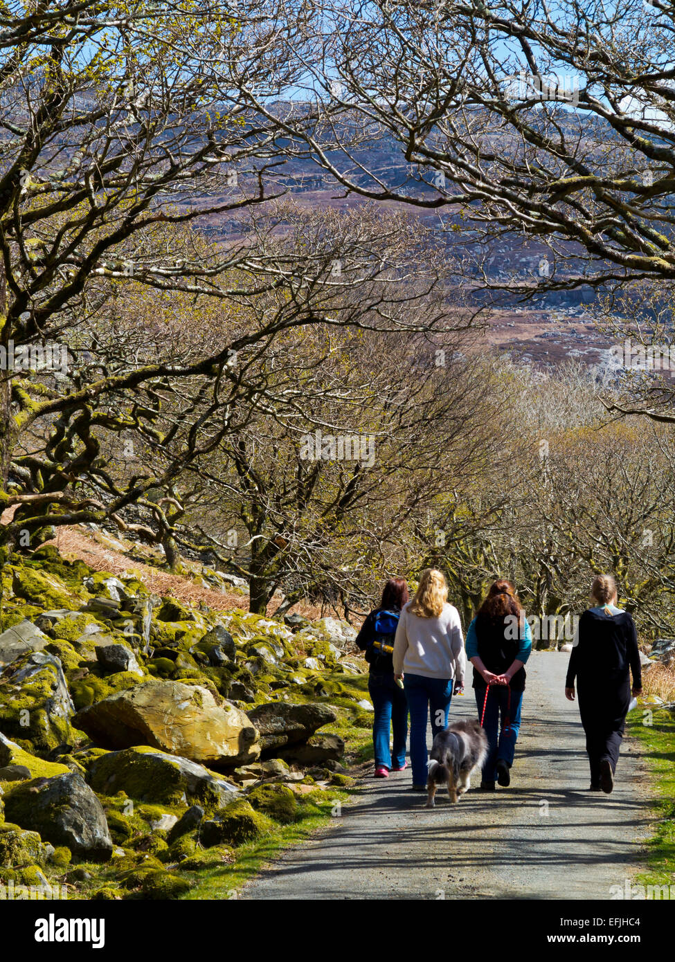 Vier Frauen mit einem Hund, einem Land genießen Fuß in Frühlingssonne am Carreg Y Saeth in Gwynedd Snowdonia North Wales UK Stockfoto