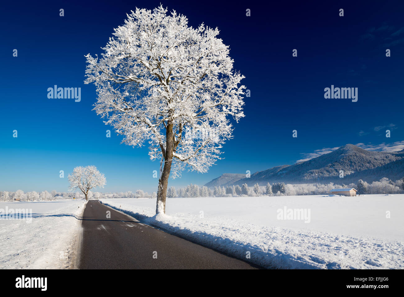 Winterlandschaft bei einem sonnigen Tag. Allgäu, Deutschland Stockfoto