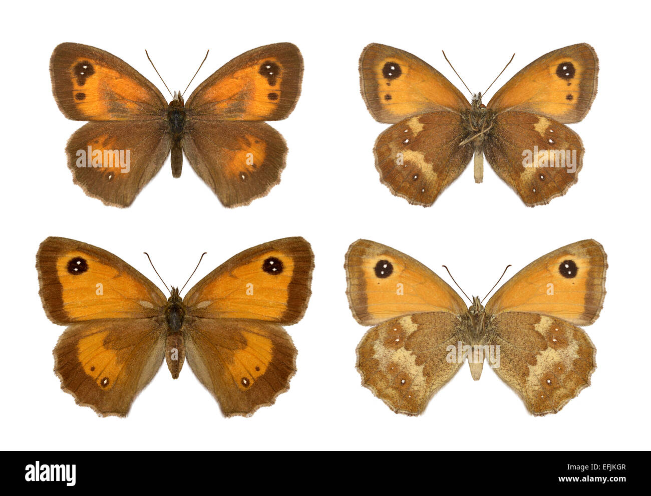 Gatekeeper - Maniola Tithonius - (obere Zeile) männlich - weiblich - untere Reihe. Stockfoto