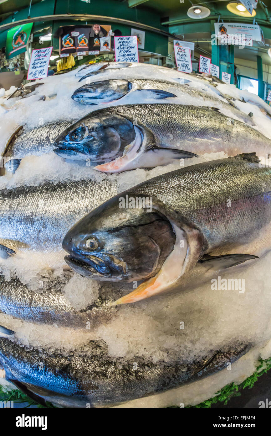 Frisches wild Alaskan King Salmon zum Verkauf am Pike Place Fish Market Stall in der Pike Place Market in Seattle, Washington, USA Stockfoto