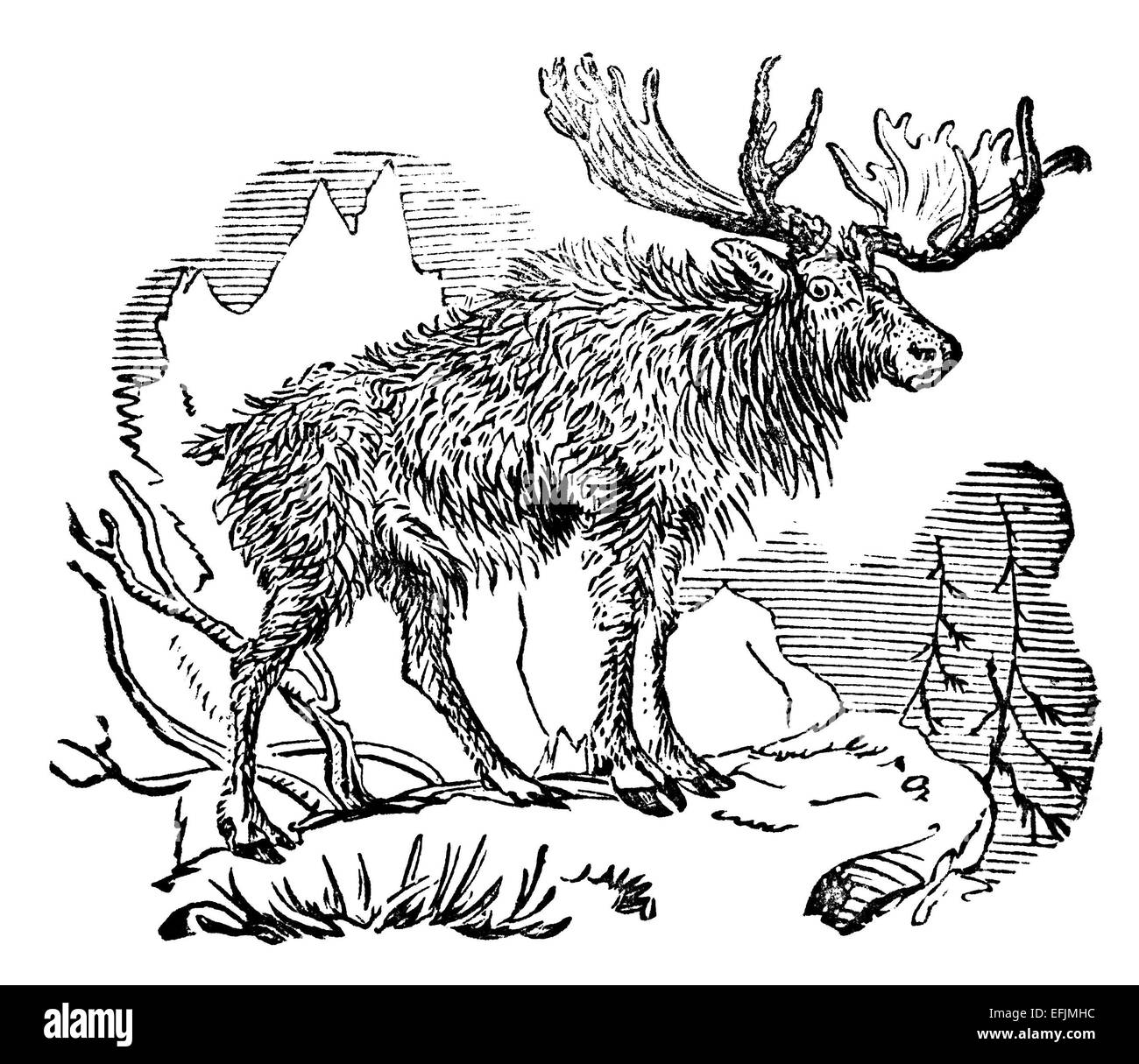 Viktorianische Gravur von einem Elch. Digital restaurierten Bild aus einem Mitte des 19. Jahrhundert Enzyklopädie. Stockfoto