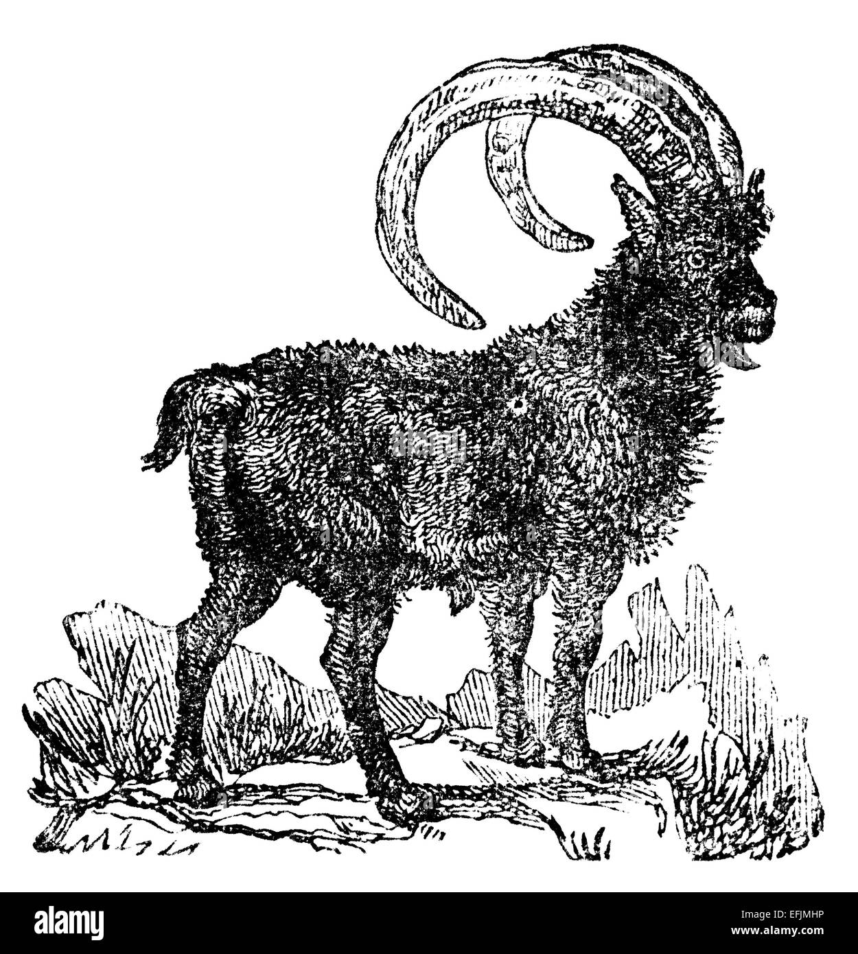 Viktorianische Gravur der Steinböcke. Digital restaurierten Bild aus einem Mitte des 19. Jahrhundert Enzyklopädie. Stockfoto