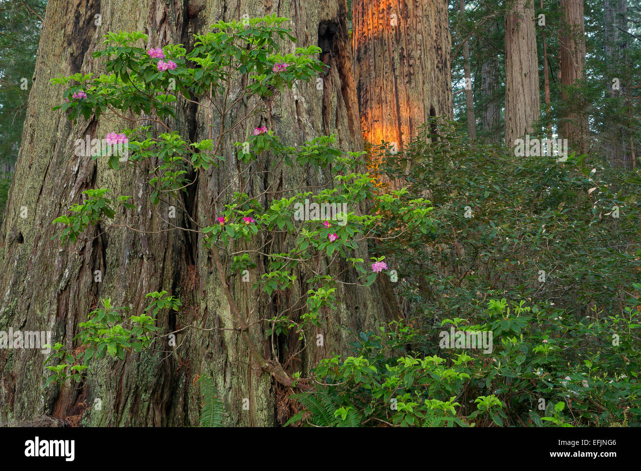 Rhododendron blüht entlang Lady Bird Johnson Rundwanderung im Redwood National Park. Kalifornien. Frühling Stockfoto