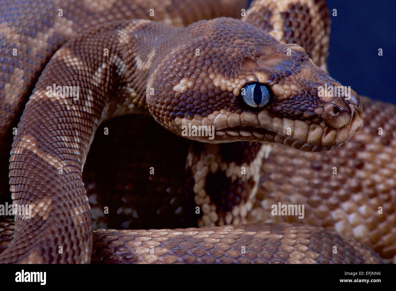 Rau-skaliert Python / Morelia Carinata Stockfoto