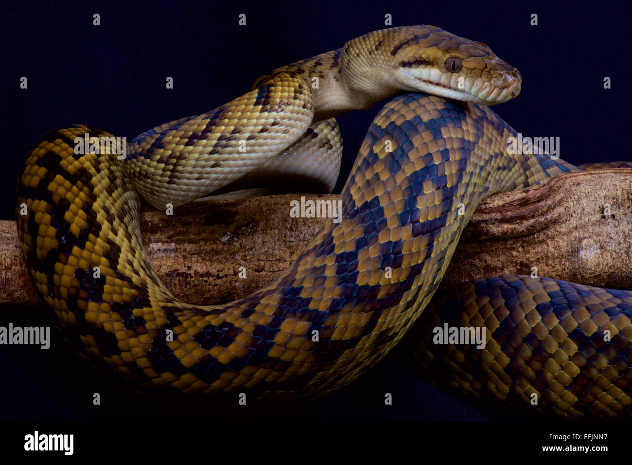 Australische Peeling Python / Morelia Kinghorni Stockfoto