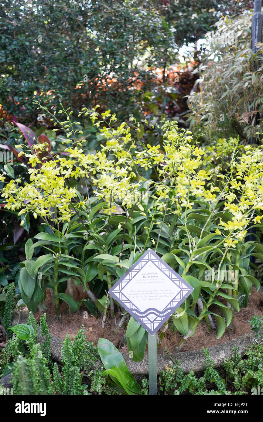 Die Singapur National Orchid Garden. Dendrobium Bindi Irwin. Benannt nach Bindi Irwin, Australien Zoo Tierwelt Krieger. Stockfoto