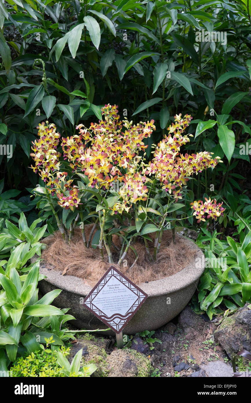 Die Singapur National Orchid Garden. Dendrobium Zhou Xun. Benannt nach Frau Zhou Xun, chinesische Schauspielerin und Sängerin. Stockfoto