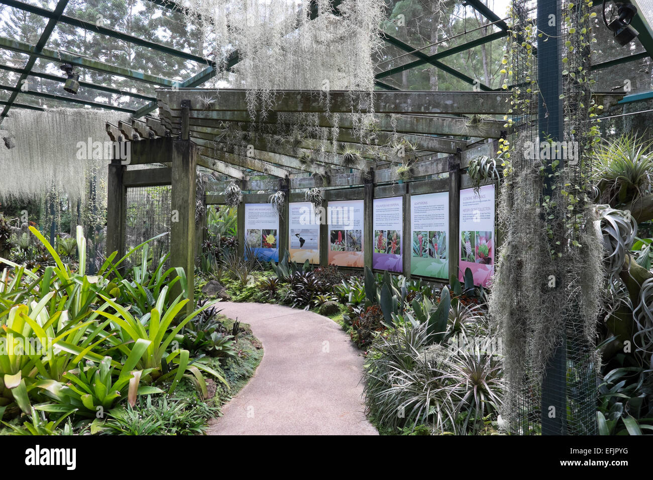 Yuen-Peng McNeice Bromelie in Singapur National Orchid Garden Collection. Stockfoto