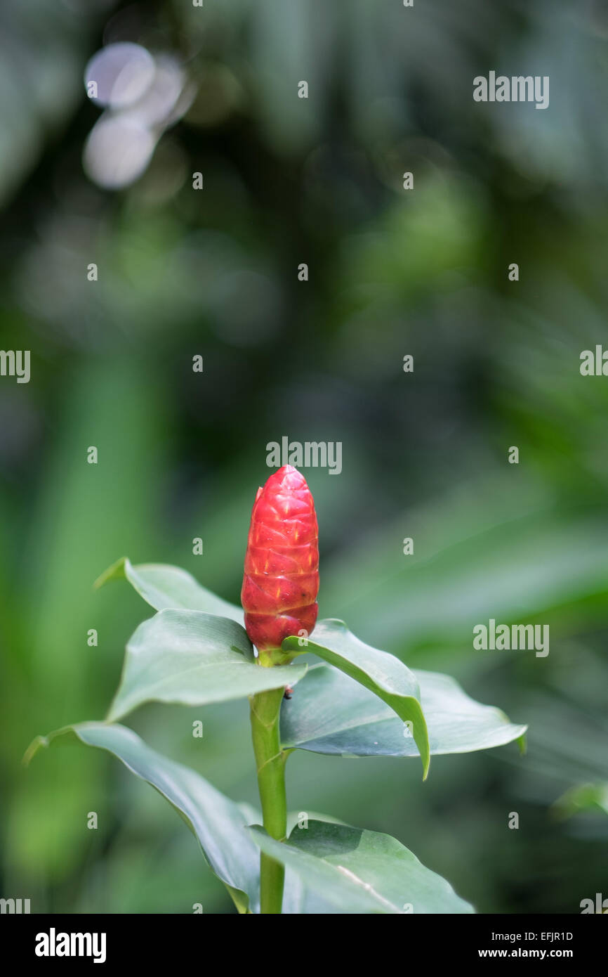 Tropische Pflanze in Singapur National Orchid Garden. Stockfoto