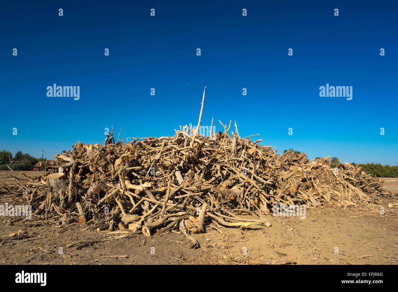 HÜGEL GEGRABEN, PISTAZIE BAUM OBSTGARTEN WASCO CENTRAL VALLEY KALIFORNIEN USA Stockfoto