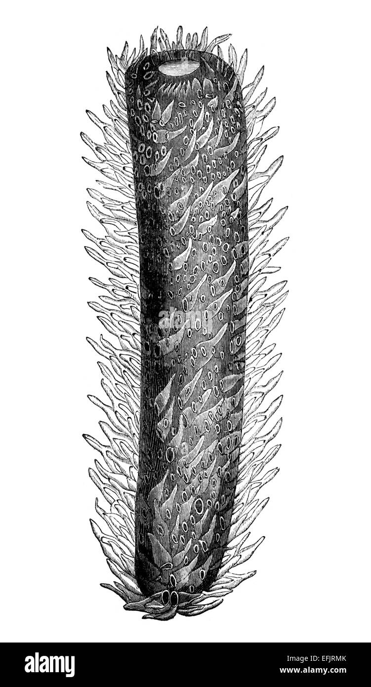 Viktorianische Gravur von einem Pyrosome. Digital restaurierten Bild aus einem Mitte des 19. Jahrhundert Enzyklopädie. Stockfoto