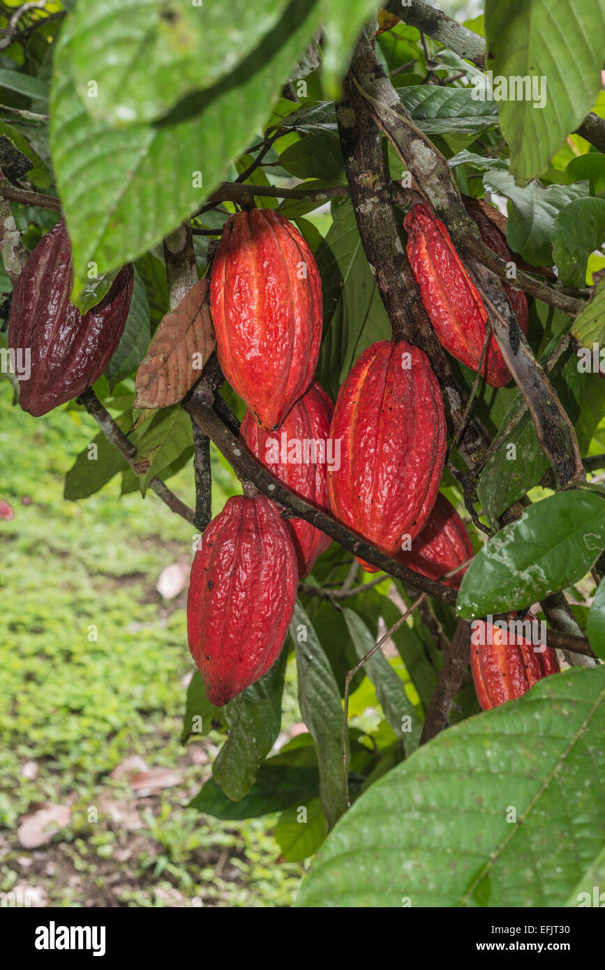 KakaoPflanze mit Früchten Stockfotografie Alamy