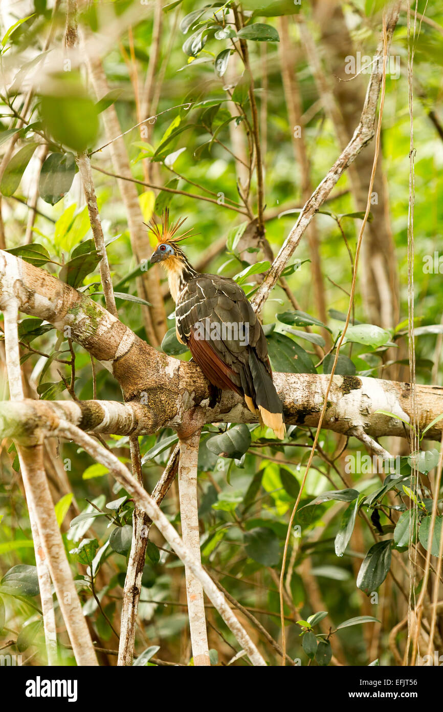 Hoatzin Vogel im Cuyabeno Nationalpark in Ecuador Stockfoto