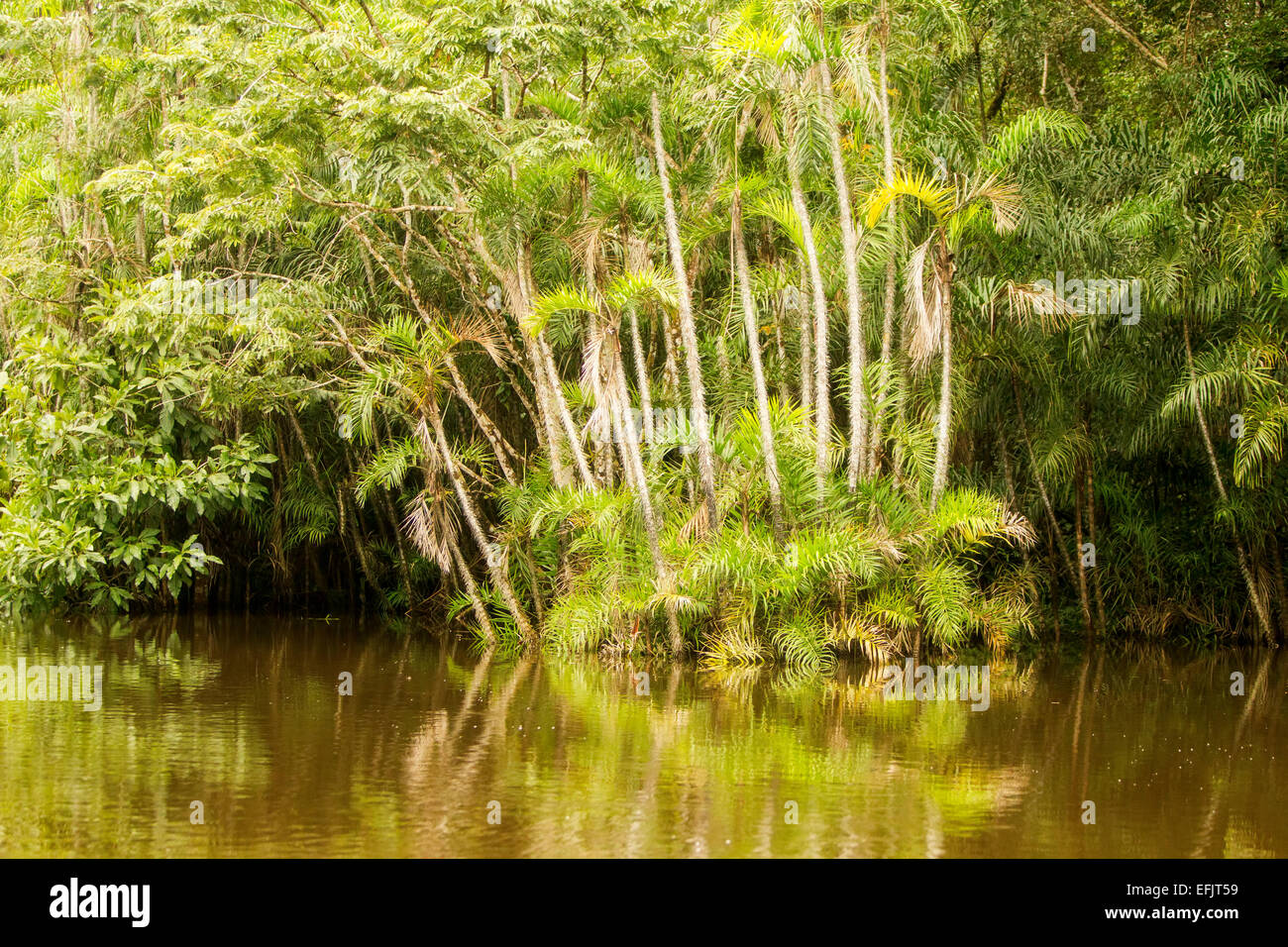 Cuyabeno River National Park typischen Dschungel Vegetation Stockfoto