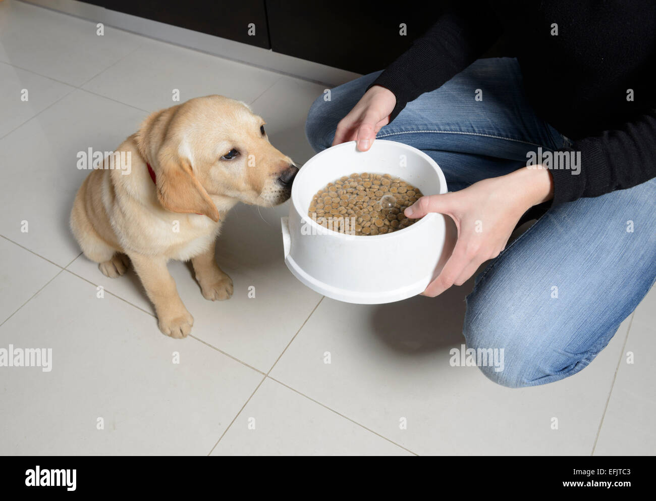 Gelber Labrador Golden Retriever mix Welpen warten ungeduldig auf Besitzer, legte ein Kunststoff Futternapf Stockfoto