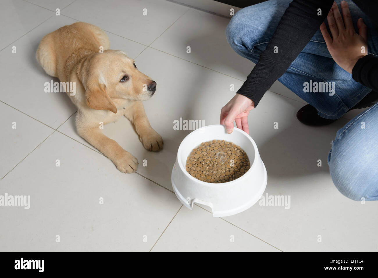 Gehorsam gelbe Labrador Golden Retriever mix Welpen warten auf Besitzer, legte ein Kunststoff Futternapf liegend Stockfoto
