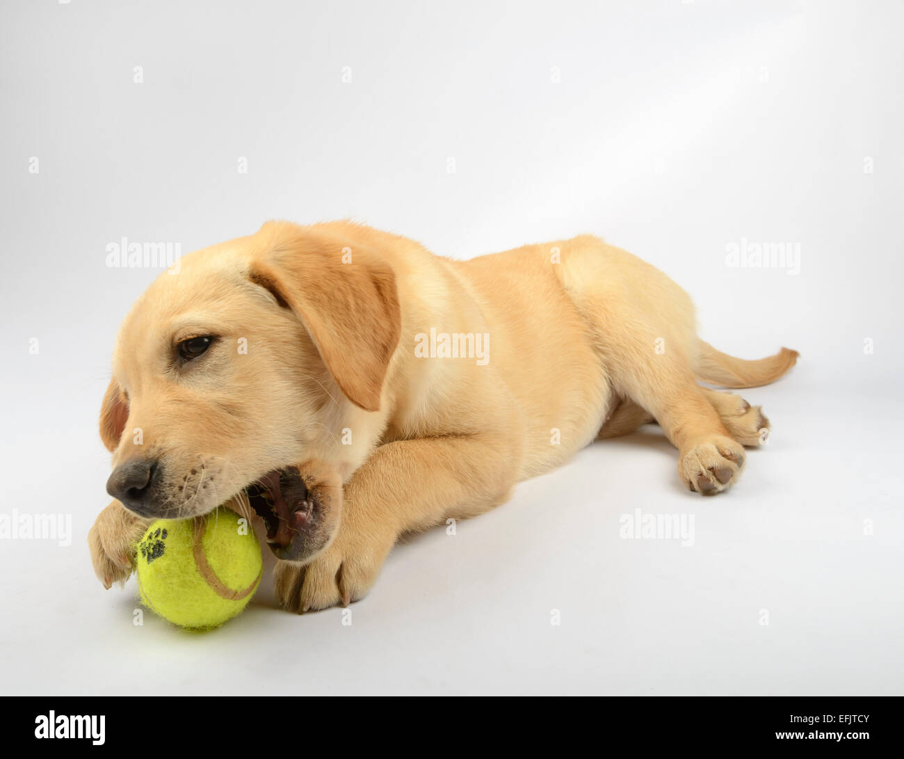 Niedlichen gelben Labrador Golden Retriever mix Welpen das Spiel mit einem Tennisball Stockfoto