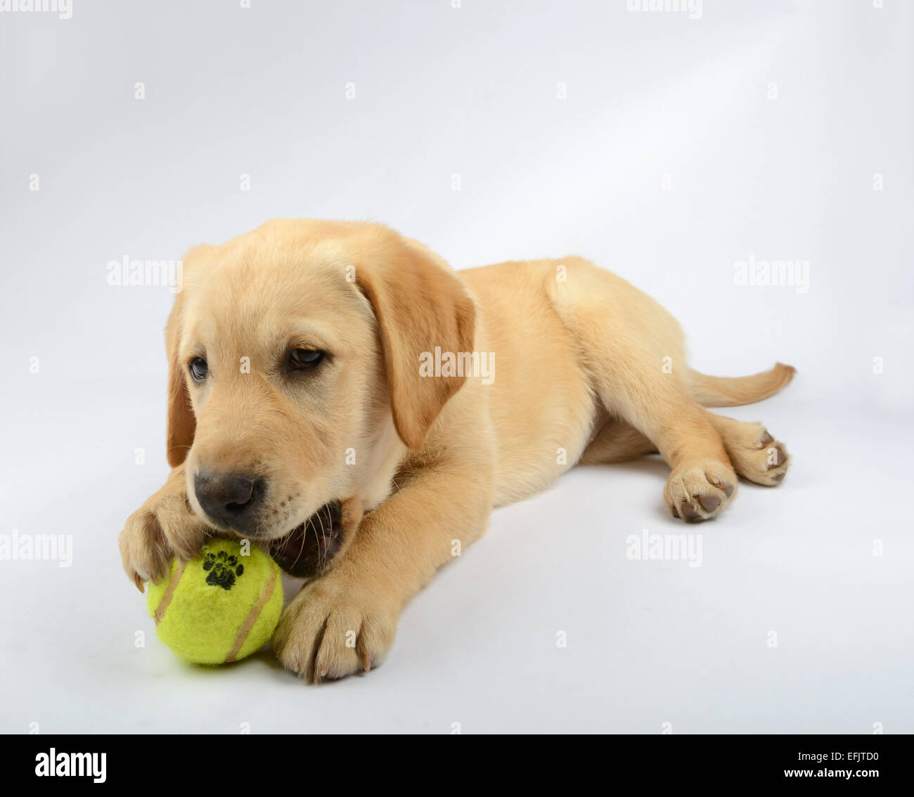 Niedlichen gelben Labrador Golden Retriever mix Welpen das Spiel mit einem Tennisball Stockfoto