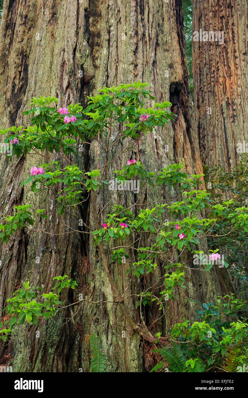 Rhododendron blüht entlang Lady Bird Johnson Rundwanderung im Redwood National Park. Kalifornien. Frühling Stockfoto