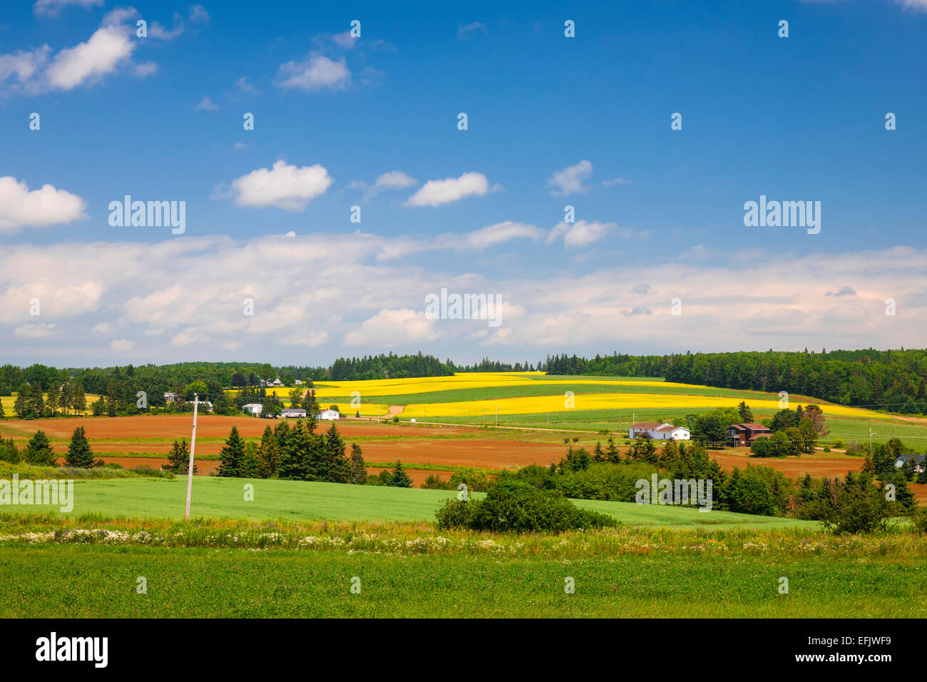 Sommerlandschaft von Höfen und Feldern mit roter Erde, Prince Edward Island, Kanada. Stockfoto