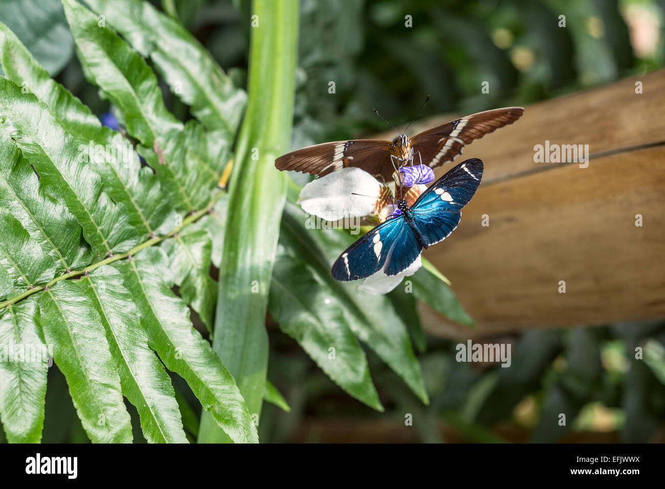 Schmetterlinge auf exotischen tropischen Blumen, Ecuador Stockfoto