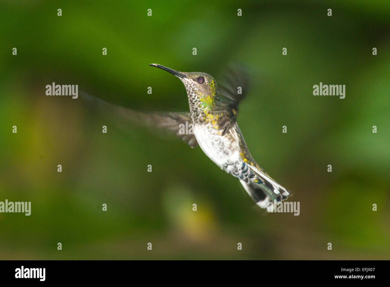 Kleine Hummingbirdnear Blumen eingefroren in Aktion Stockfoto