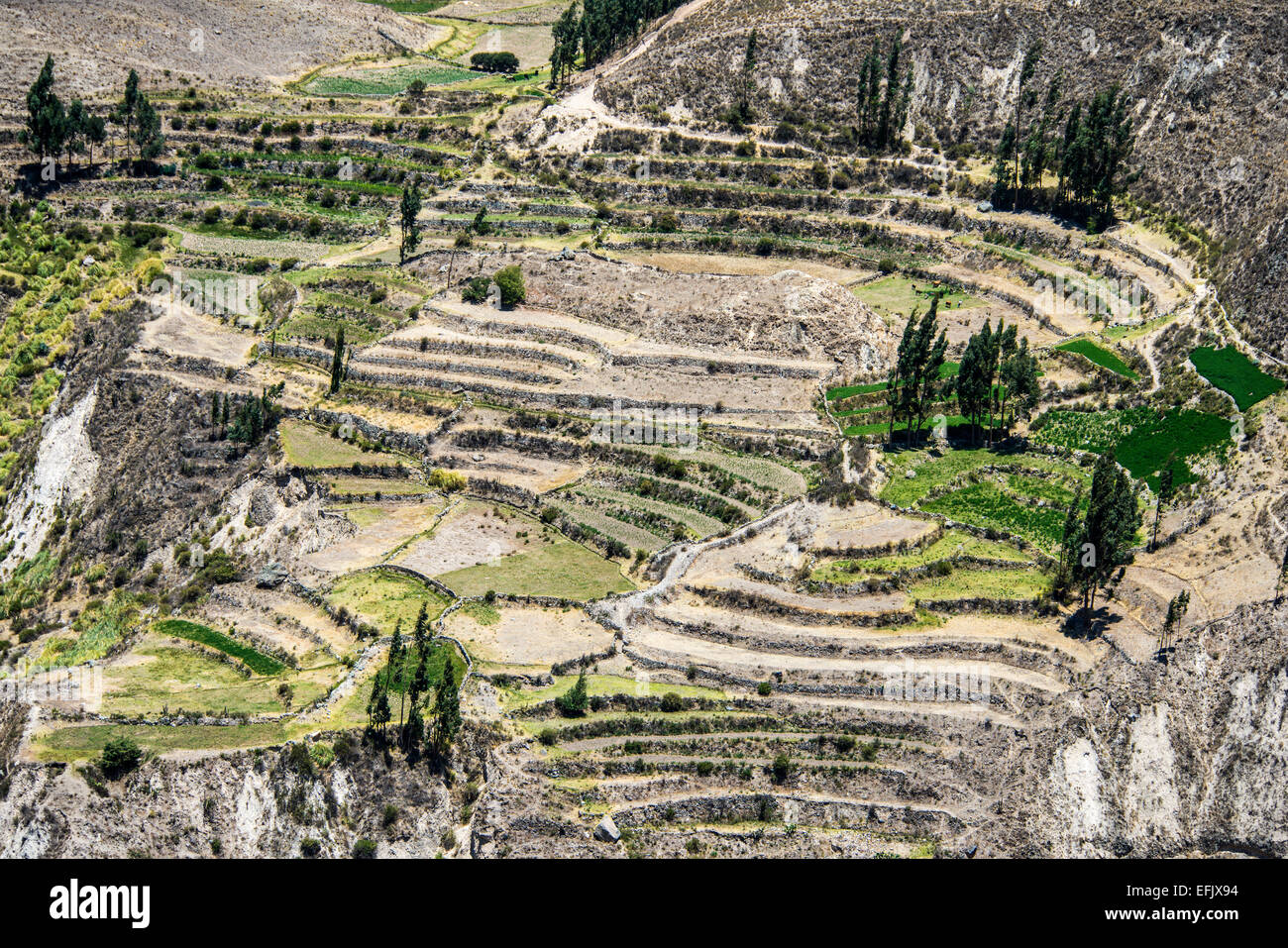 Die Schlucht des Flusses Colca im Süden Perus. Perus dritte meistbesuchte Touristenziel mit ca. 160.000 Besuchern jährlich, Stockfoto