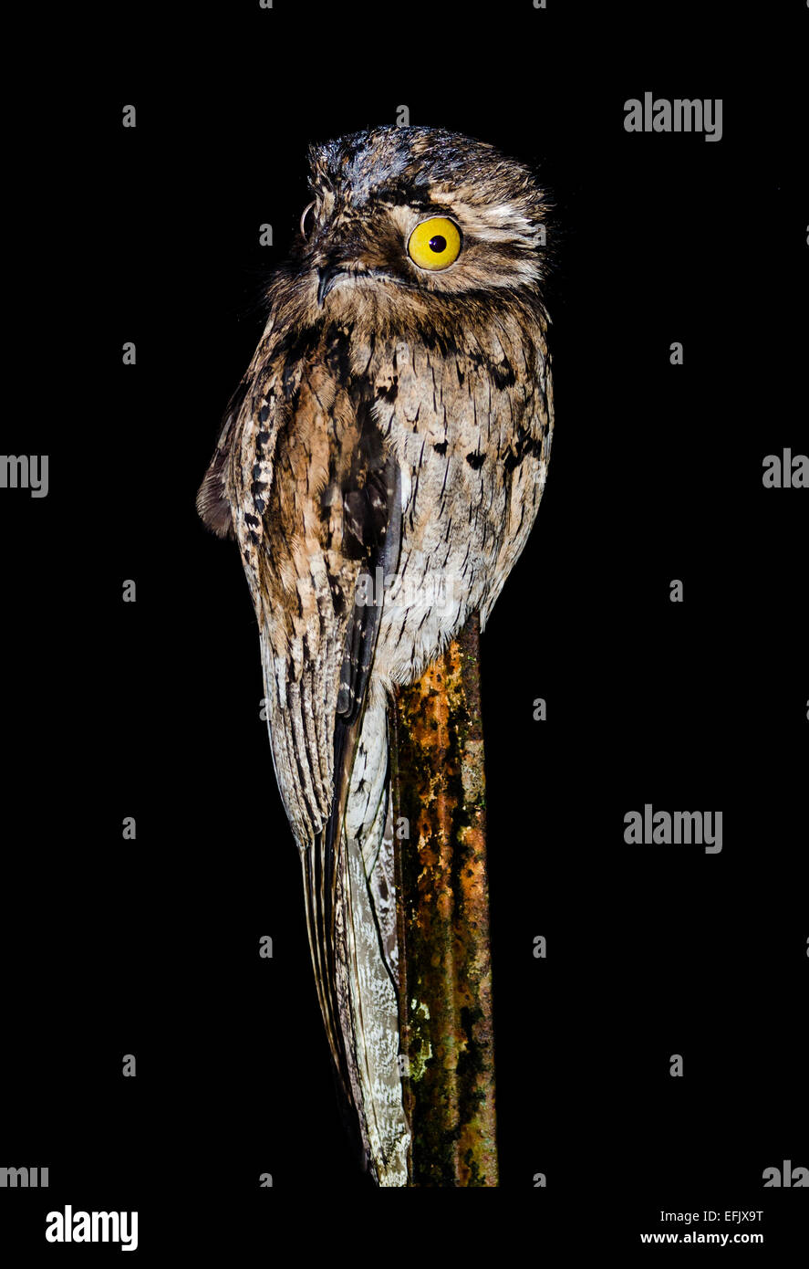 Eine nördliche aber (Nyctibius Jamaicensis) thront auf einem Zaunpfahl in der Nacht. Belize, Mittelamerika. Stockfoto