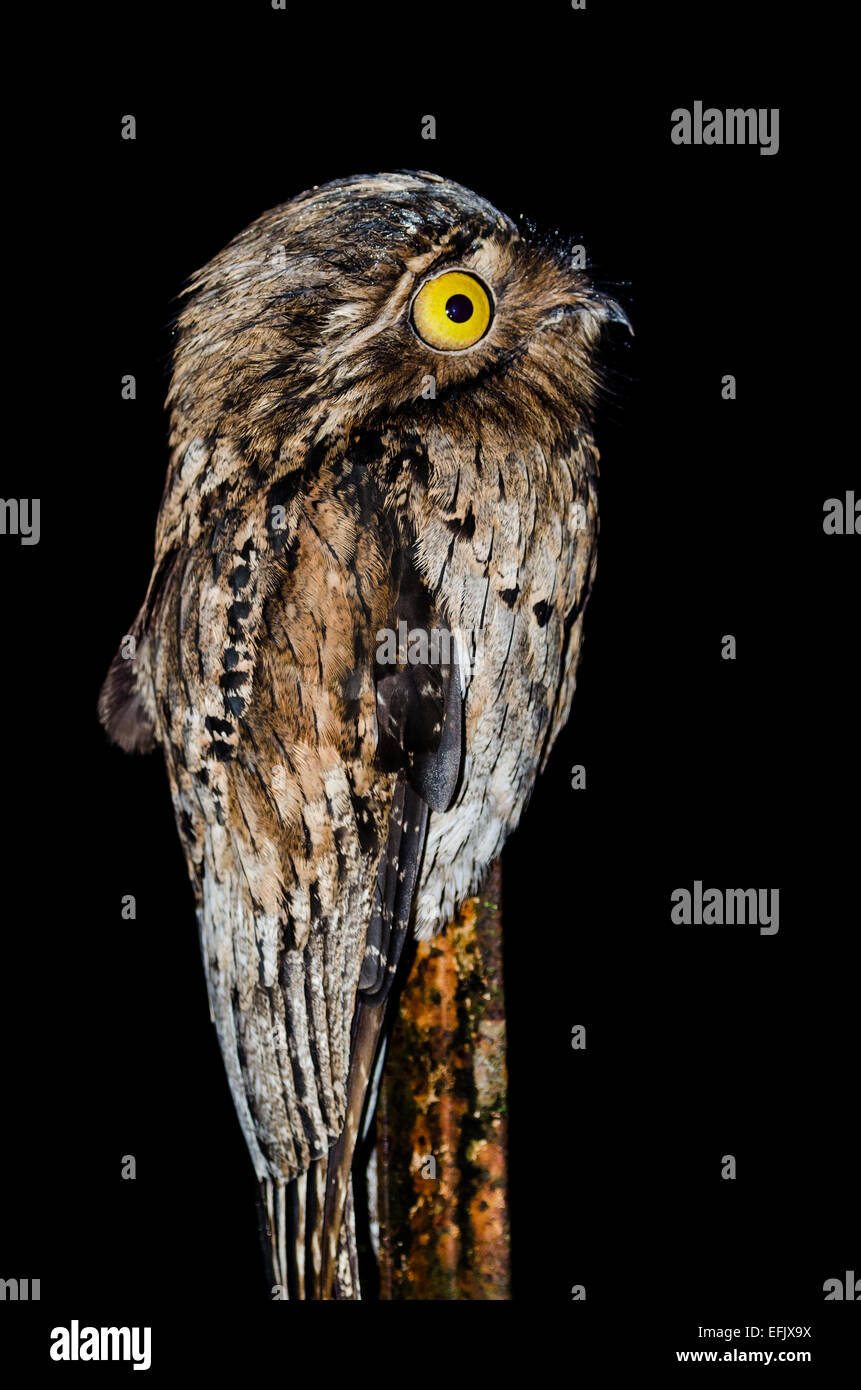 Eine nördliche aber (Nyctibius Jamaicensis) in der Nacht. Belize, Mittelamerika. Stockfoto