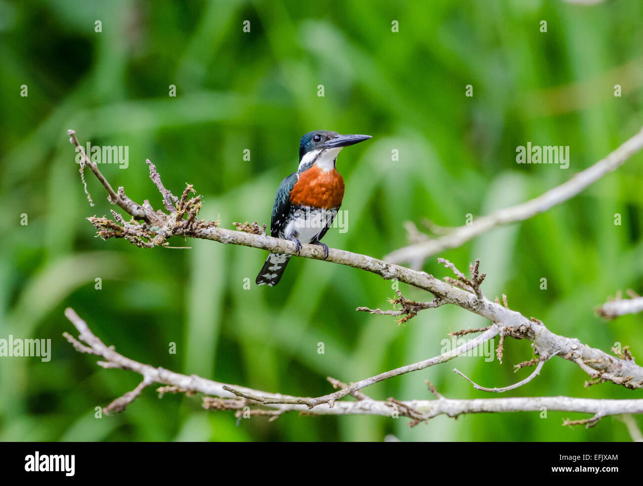 Ein Amazon-Eisvogel (Chloroceryle Amazona) auf einem Ast. Belize, Mittelamerika. Stockfoto