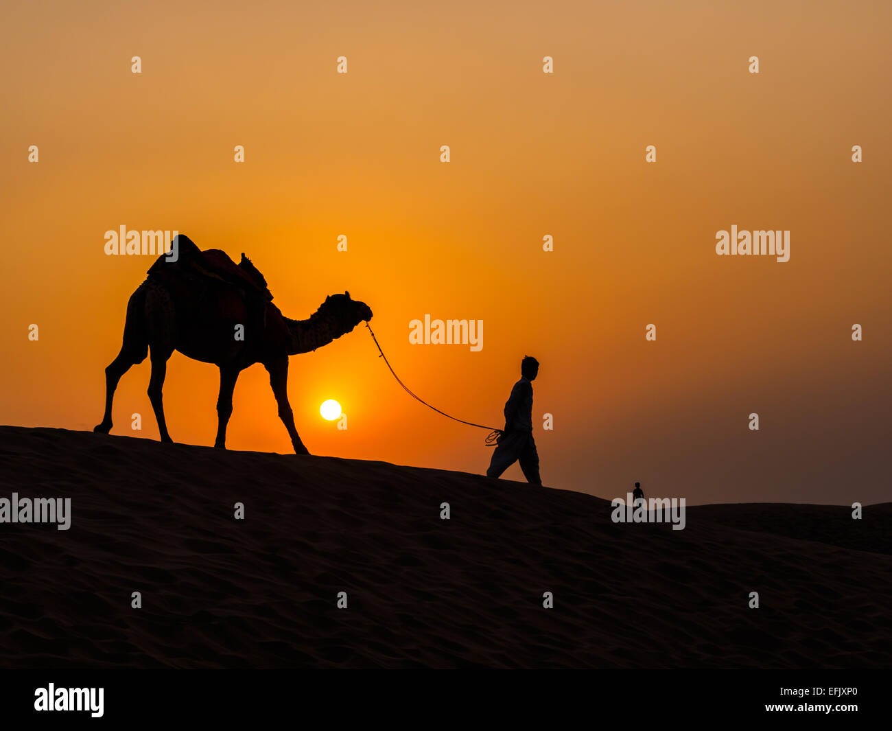 Kamele bei Sonnenuntergang in Thar-Wüste in der Nähe von Jaisalmer, Rajasthan, Indien Stockfoto