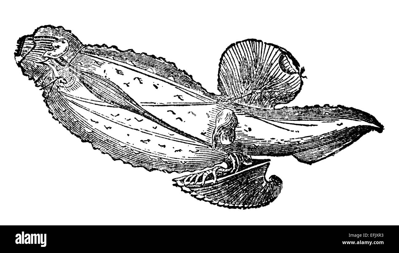 Digital restaurierten Bild aus einem Mitte des 19. Jahrhundert Enzyklopädie. Stockfoto