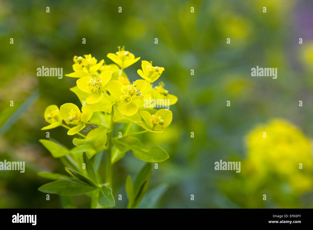 Euphorbia Blumen in einer Blumenwiese. Stockfoto