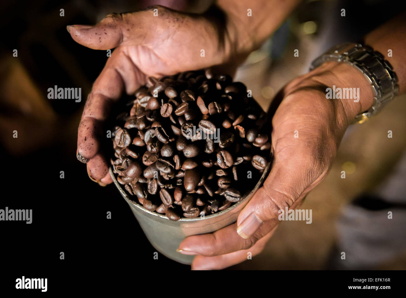 Geröstete arabica-Kaffeebohnen bei einem Kaffeeverarbeiter und Kaffeeverkäufer von Toraja-Kaffee in Rantepao, Nord-Toraja, Süd-Sulawesi, Indonesien. Stockfoto