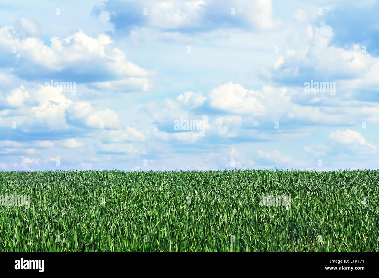 IEW des bewölkten Himmels über dem grünen Rasen Stockfoto